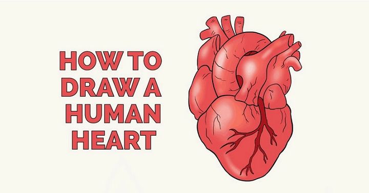 Draw a Human Heart