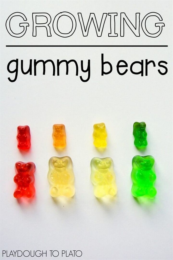 Growing Gummy Bear Science