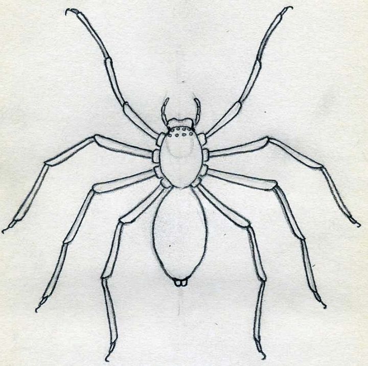 draw a spider