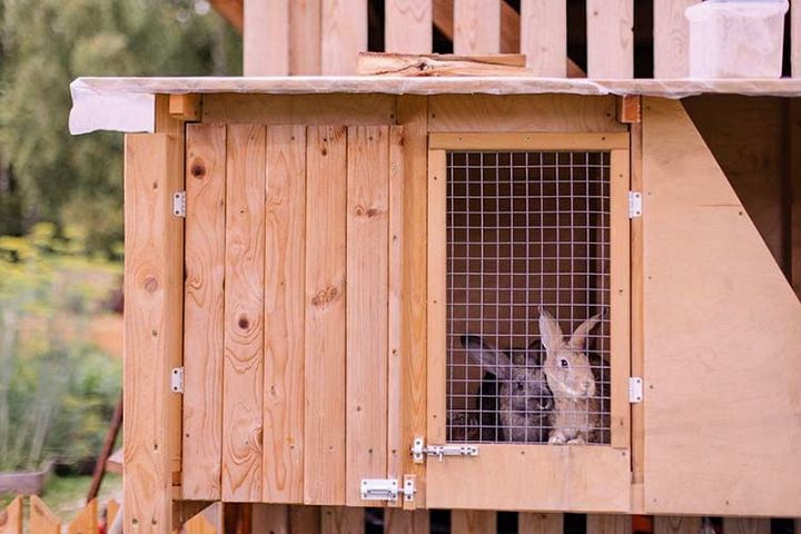 Best Wood for Rabbit Hutches