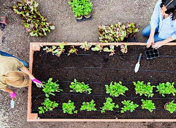 Building A Raised Bed