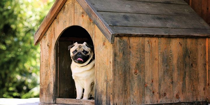 Building a Dog Kennel