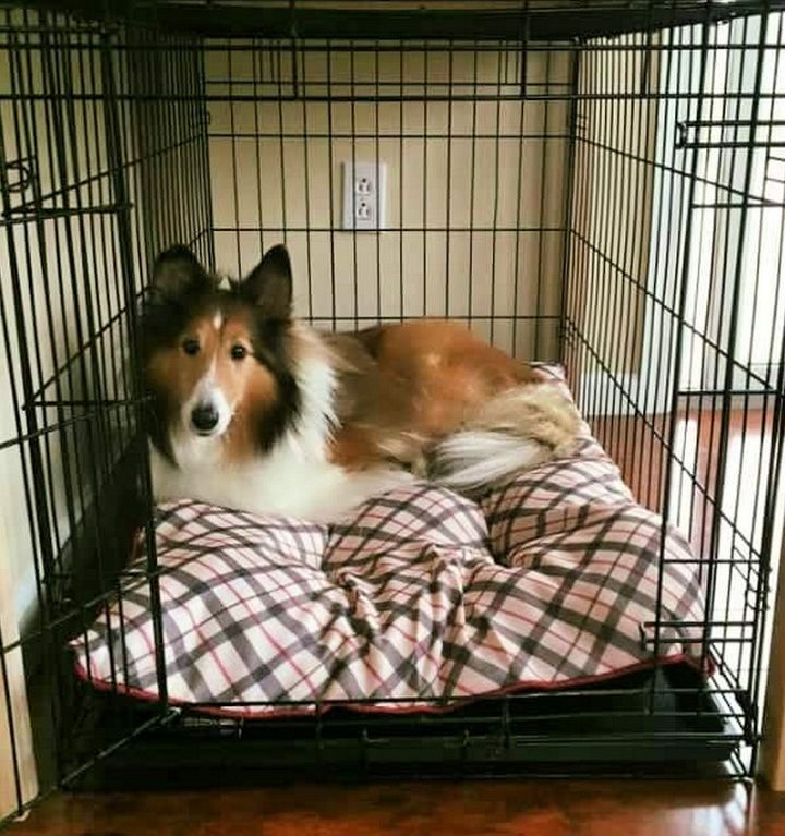 DIY Dog Crate Table