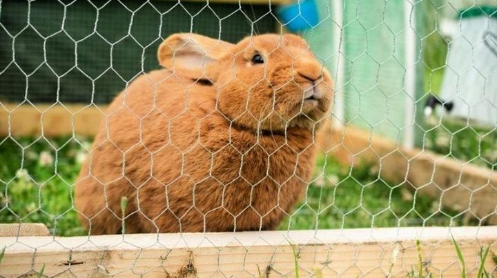 How To Build a Rabbit Hutch For Your Homestead