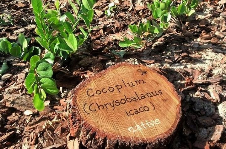 DIY Garden Signs from Tree Rounds