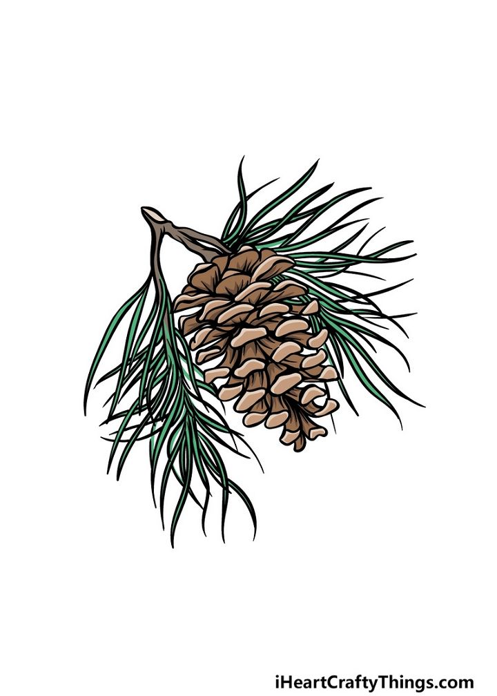 How To Draw A Pinecone – A Step by Step Guide