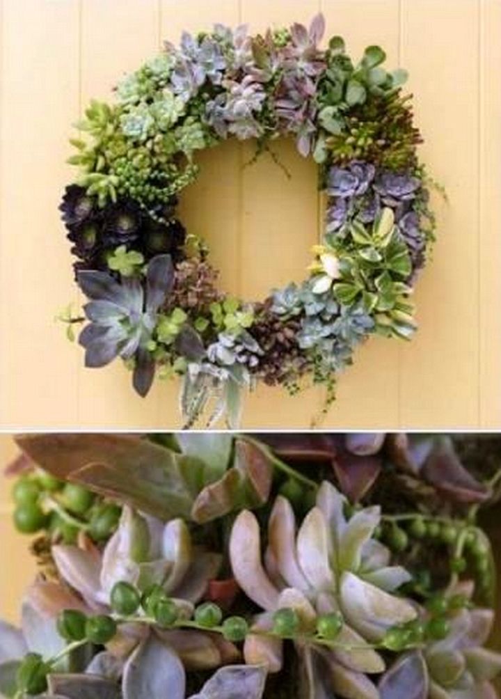 How To Make A Living Succulent Wreath