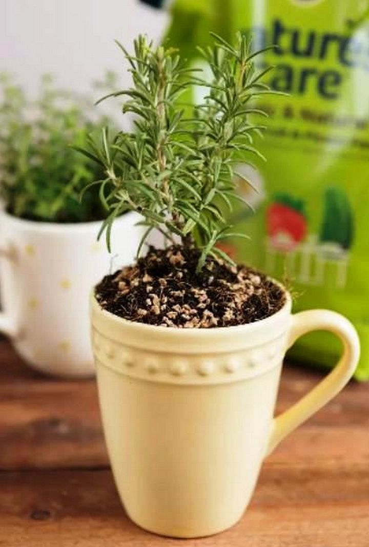 How to Make a Mug Herb Garden