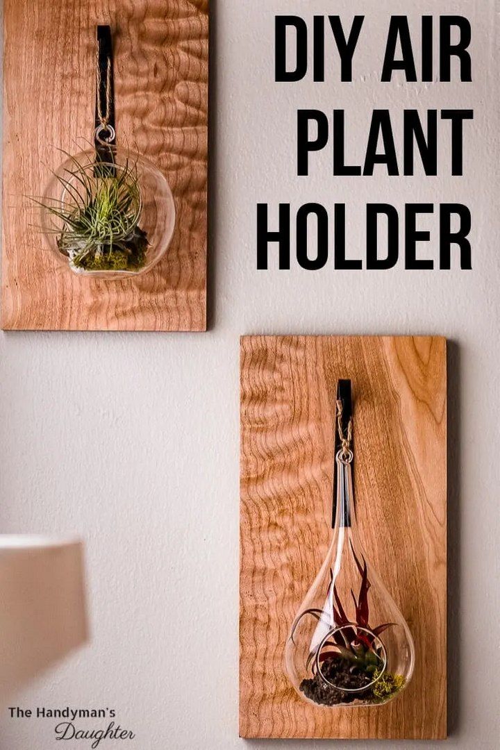 Air Plant Holder for Your Wall