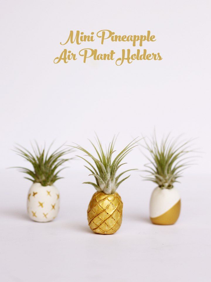 Amazing Clay Air Plant Holders