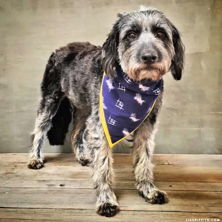 DIY Dog Bandana