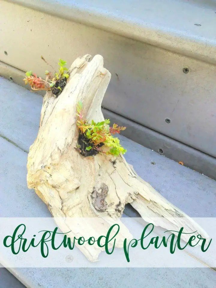 DIY Driftwood Planter