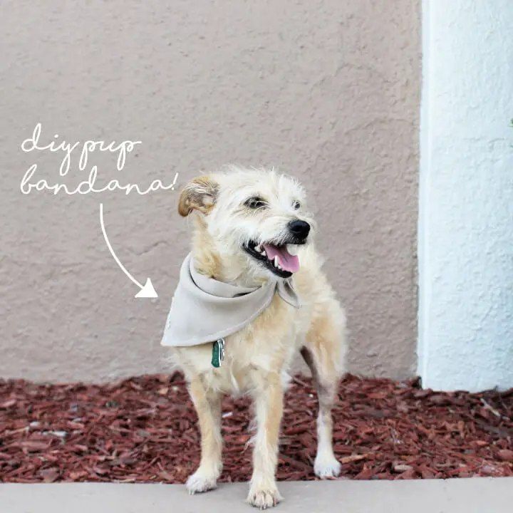 How to Sew a Pet Bandana