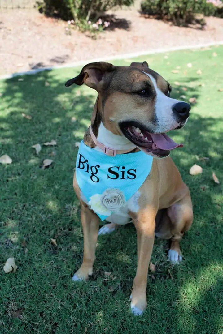 Quick DIY No Sew Dog Bandana