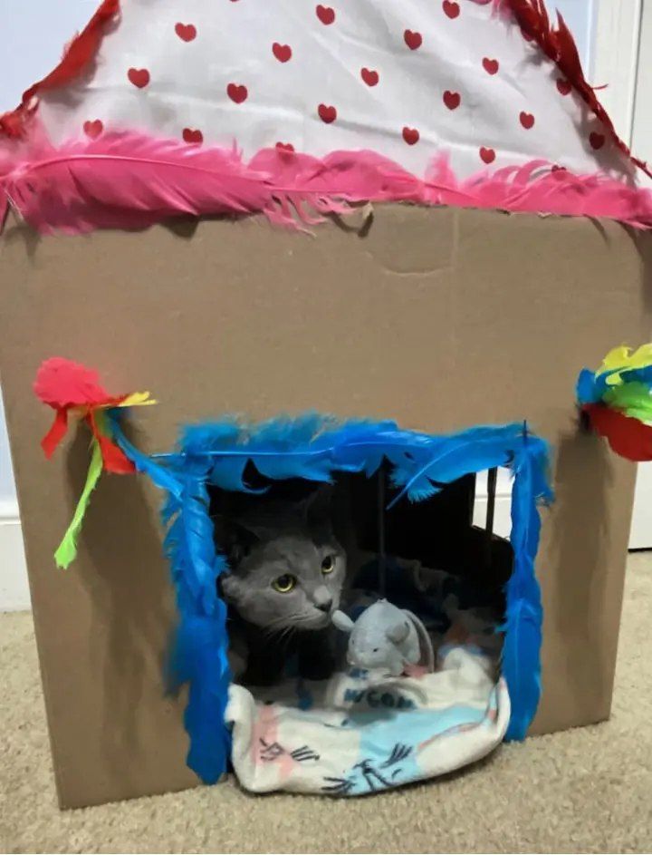 Cardboard Cat Playhouse