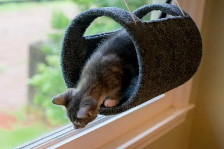 Wall Mounted Cat Bed