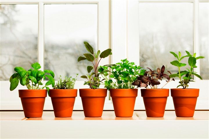 A Guide to Growing Kitchen Windowsill Herbs