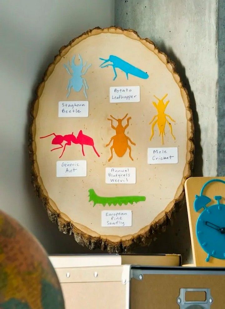 Insect Identification Chart