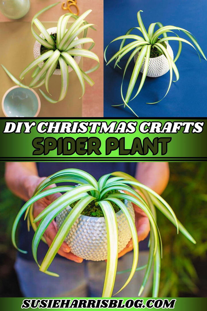 Spider Plant