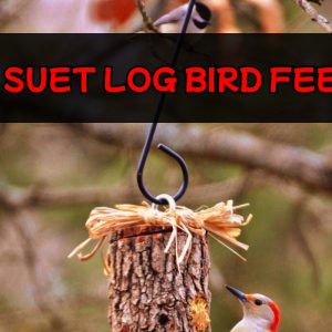 Suet Log Bird Feeder